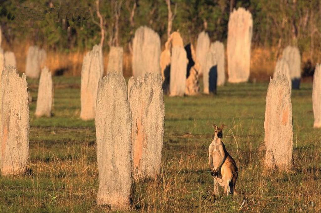 Platte heuvels van de Australische kompas termieten Noord-Zuid oriëntatie: s morgens en s avonds vangen de platte