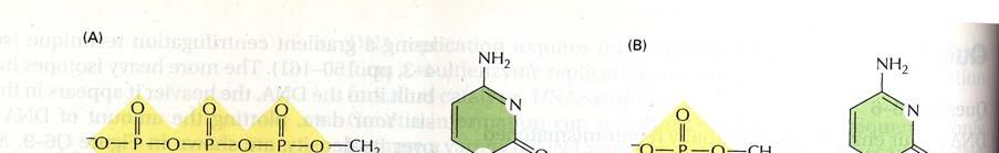 BIOLOGIE en SCHEIKUNDE Pag 35 23 Bij welke van de drie genoemde behandelingsmethoden bevinden zich in de patiënt alleen lymfocyten met DNA met dezelfde samenstelling als het DNA in zijn hersencellen?