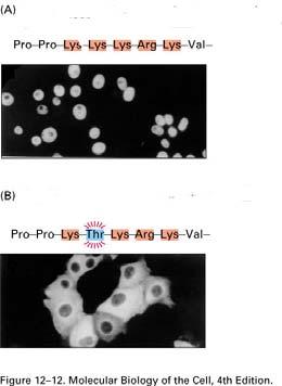 BIOLOGIE en SCHEIKUNDE Pag 49 Nucleoplasmine Nucleoplasmine is een groot eiwit dat werkzaam is in de kern en in het cytoplasma gesynthetiseerd wordt.