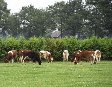 Beweiden jongvee Het beweidingsplan voor jongvee is vast te stellen met behulp van de tabellen 14 t/m 16.