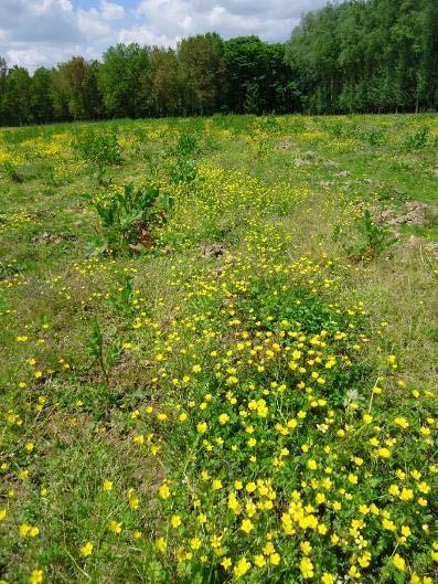 3.2.1.9. Kruipende boterbloem (Ranunculus repens) Kruipende boterbloem in de zone akker overkant in De Helix Kruipende boterbloem is een overblijvende plant die in de periode mei tot juli bloeit.