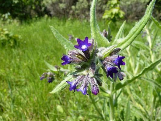 4.2.1.3. Gewone ossentong (Anchusa officinalis) Gewone ossentong in de zone buurterreintje in De Nachtegaal Gewone ossentong is een tweejarige plant die vooral in de periode mei-september bloeit.