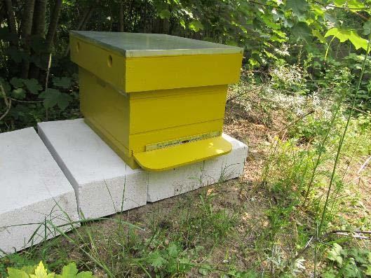 4.2.2. Bloembezoek door honingbijen In de tuin van de Nachtegaal werden normaal