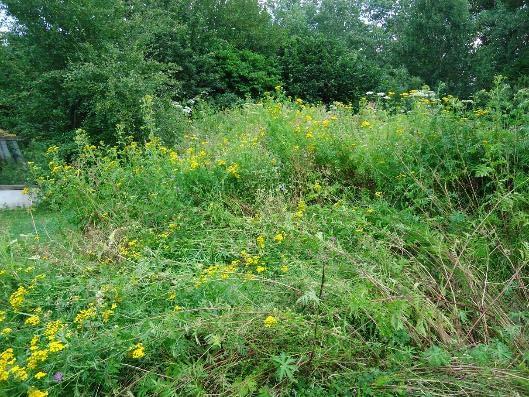 pascuorum), Weidehommel (Bombus pratorum), Aardhommel (Bombus terrestris), Aard/Veldhommel (Bombus terrestris/lucorum), Gewone kegelbij (Coelioxys inermis) en Gewone maskerbij (Hylaeus communis).