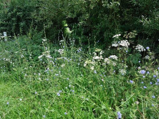 3.2.1.5. Gewone berenklauw (Heracleum sphondylium) Gewone berenklauw in de zone hakhoutbosje in De Helix Gewone berenklauw is een overblijvende plant die in de periode juni tot oktober bloeit.