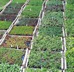 7 Vegetatielaag Bij een extensief groendaksysteem worden planten gebruikt die goed bestand zijn tegen de harde klimatologische omstandigheden op daken, zoals zon, wind en droogte.