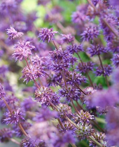 Spaarzaam kleurgebruik De tuin oogt heel fris en groen en dat terwijl er toch veel bestrating is.