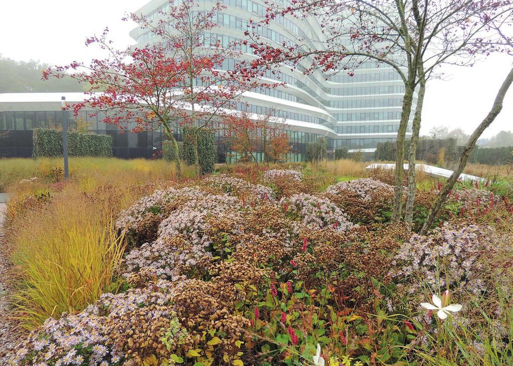 LODEWIJK BALJON LANDSCHAPSARCHITECTEN De bomen zijn meerstammig waardoor de grootte beperkt blijft.