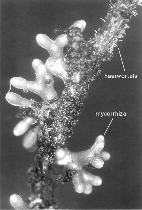 Figuur 1.9 Myccorhiza op een wortel. endomycorrhiza ectomycorrhiza Een bekend voorbeeld van een symbiose is de samenwerking van vlinderbloemigen en bacteriën.