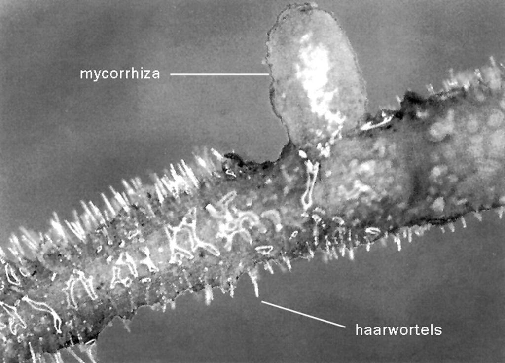 De plant kan die stikstof wel opnemen. Bij mycorrhiza onderscheiden we twee typen schimmels: endomycorrhiza en ectomycorrhiza.