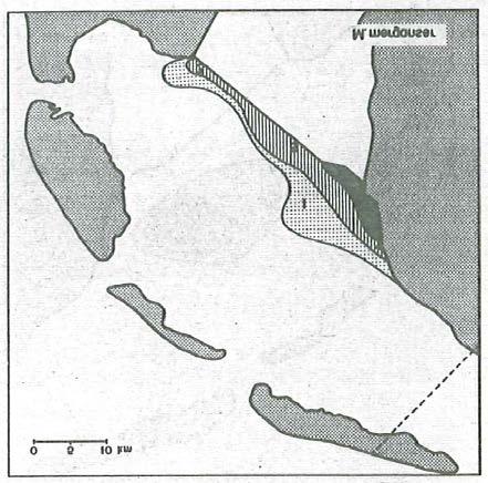 Midden links: verspreidingsbeeld van Middelste Zaagbek (licht: