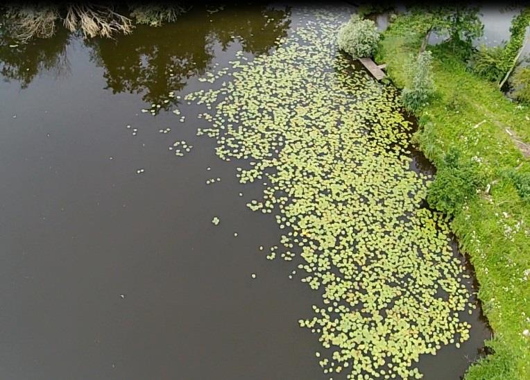 60 meter is er theoretisch gezien (zie ook de dieptekaart) op maximaal 30% van het water in de oeverzones begroeiing