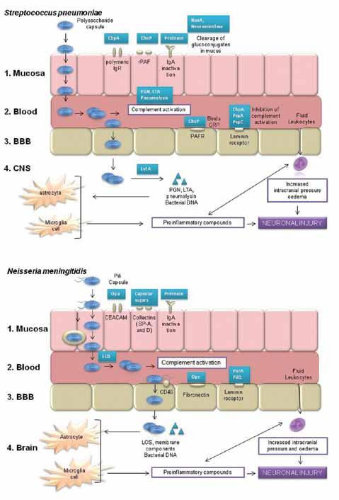 6 2 Figuur 2. Stapsgewijze ontstaanswijze van bacteriële meningitis door pneumokokken (a) en meningokokken (b). waren sterk geassocieerd met gehoorverlies na het doormaken van meningitis.
