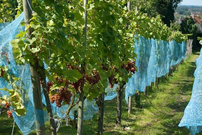 Naast de wijngaard in zijn achtertuin onderhoudt hij nog enkele wijngaarden in Kerniel en Jesseren, in totaal een 3000-tal stokken met als voornaamste variëteiten Muller-Thurgau, Sieger en Ortega