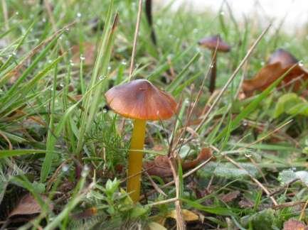 Zwartwordende wasplaat in het park van Gaasbeek Tabel 5 - Indicatoren voor stabiele, schrale graslanden met aanzienlijke natuurwaarden 1 3 4 5 10 20 21 23 24 26 28 31 33 36 38 39 40 Bezemkoraaltje