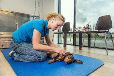 Maar ik wil meer doen Dat kan zeker.. Een dierenfysiotherapeut is de aangewezen specialist op het gebied van bewegen.