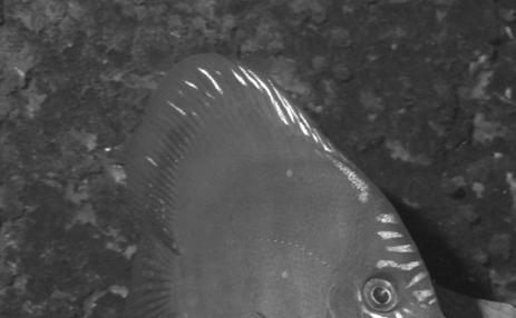 Lichaamskleur Jonge vissen hebben weinig pigment en zijn daarom de eerste tijd relatief licht van kleur. Discusjongen die traag groeien, zijn relatief donker gekleurd.