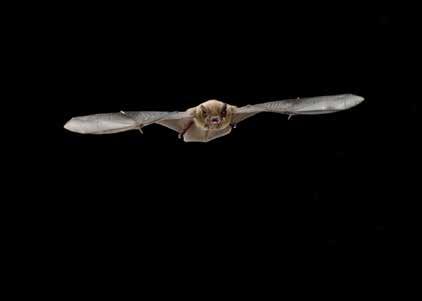 Sommige soorten echter, zoals de Ruige Dwergvleermuis (Pipistrellus nathusii), Rosse Vleermuis (Nyctalus noctula) en Tweekleurige Vleermuis (Vespertilio murinus) zijn lange-afstand trekkers die meer