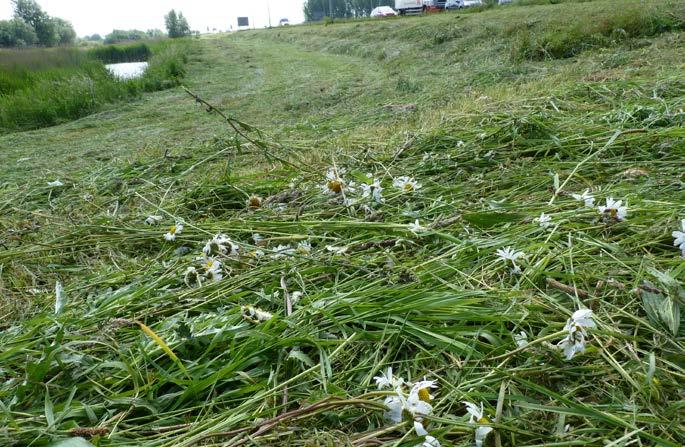 Rapport: EIS kenniscentrum Insecten Figuur 17 Op 2 juni bleek dat de berm van de N11 kort tevoren over het