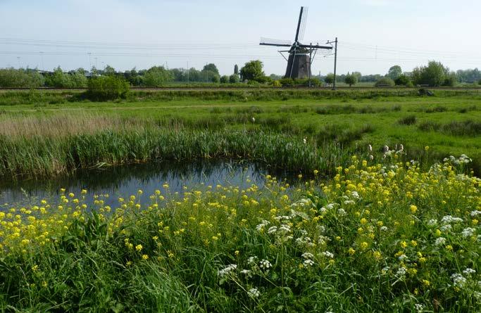 Reemer Bijen, zweefvliegen en beheer van bermen langs rijksweg N11 Figuur 20 Aan de noordzijde van de N11, hier bezien vanaf de met koolzaad en fluitenkruid begroeide berm tussen hectometerpaal 2,2