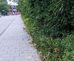 4 Bosplantsoen: randsnoei Betreft meest inheemse struiken en bomen die gebruikt worden voor de aanplant van groensingels.