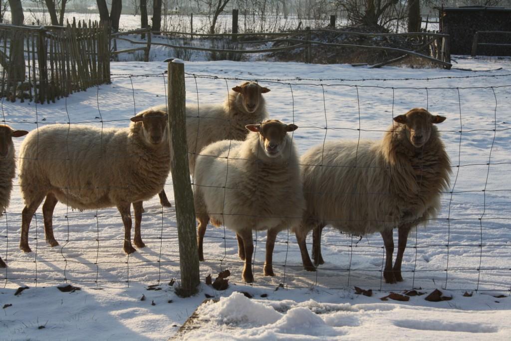 Wij wensen jullie allen Voor het nieuwe jaar veel geluk en veel mooie momenten warme liefde,