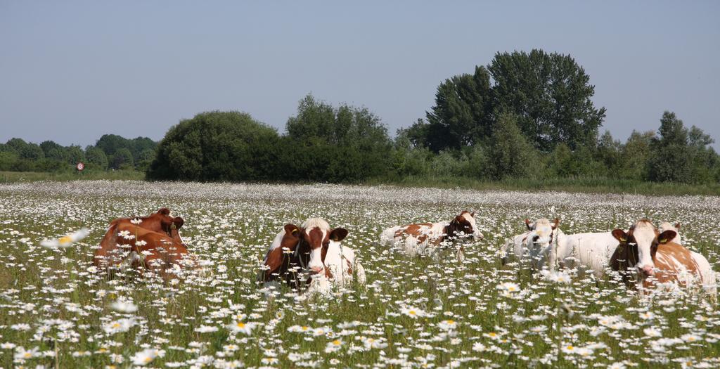 tegen Q-koorts voor 1 augustus Stoppersregeling alleen voor stoppers