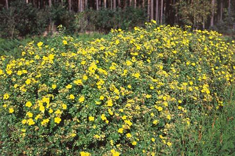 winterhard hoogte 0,7 m PhycTP latijnse naam Physocarpus