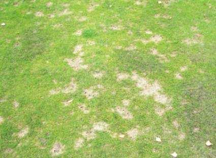 Dollar Spot (Sclerothinia Homeocarpa) 1) Waardplant : De meeste