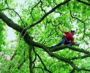 6 WINTERSLAAP Maak geen slapende bomen wakker Maar liefst 30% van de jonge boomaanplant gaat momenteel dood omdat ze worden verplant terwijl hun stofwisseling nog actief is.