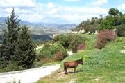 6 Van Kato Akourdaleia naar Agios Georgios (28,5 km, 550 m stijging en 800 m dalen). Vanuit Kato Akourdaleia fiets je naar de kust.