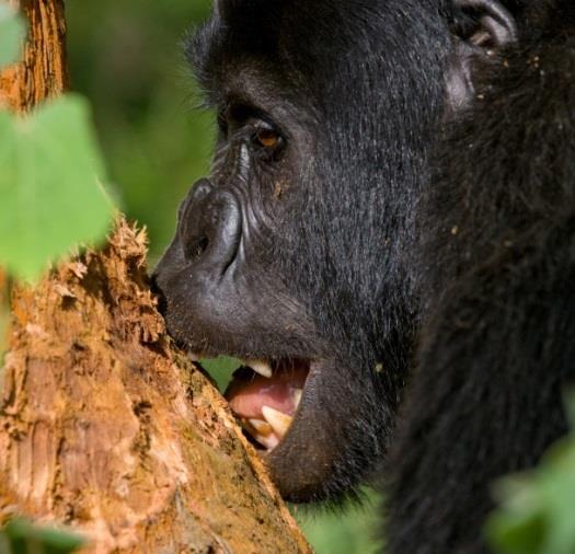 Voedsel Alle gorilla s zijn overwegend vegetarisch.