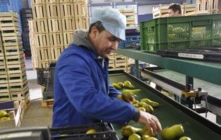 Hij werd er moedeloos van. Hij wilde niet thuis op de bank zitten, maar lekker ergens aan het werk met collega s. Toen StimulanS een fruit-sorteerder zocht, was Theo geïnteresseerd.