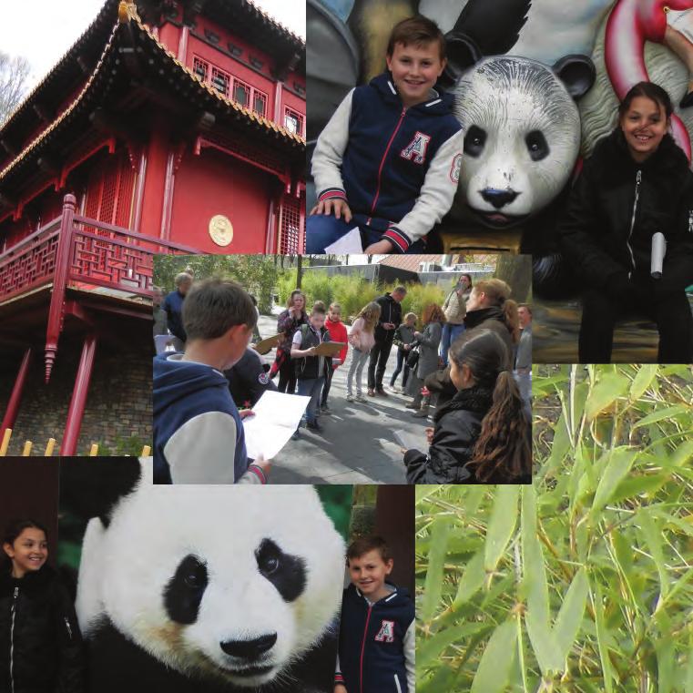 Ouwehand heeft 2 nieuwe panda s: Wu Wen en Xing Ya Panda s houden veel van bamboe.
