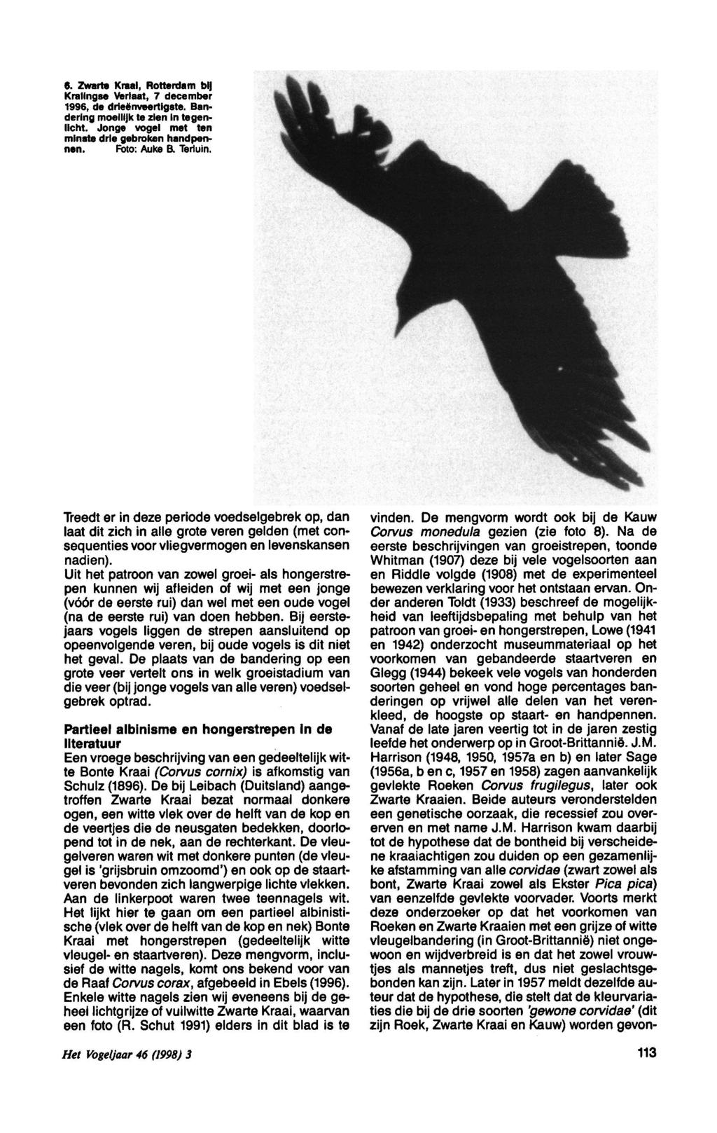 6. Zwar Kraal, Rotrdam Kralgse Vlaat, 7 cemb 1996, drieënvetigs. Banrg moeilijk zi glicht. Jonge vogel t ms drie gebrok hand pn. Foto: Auke B. Tlu. Treedt ze pio voedselgebrek, vn.