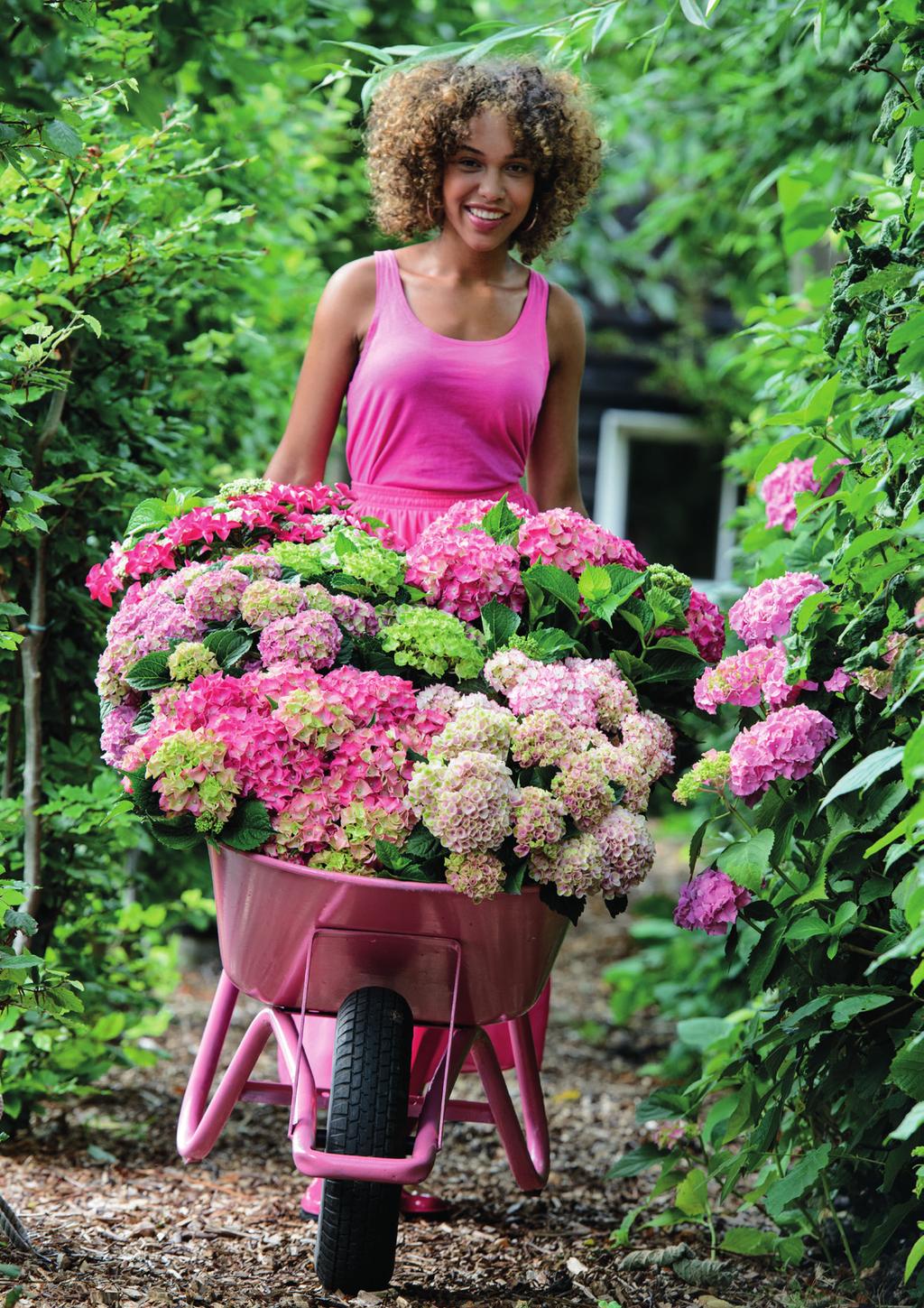 1. Met inzicht in consument de productie en afzet van Hydrangea veranderen Dit gaan we doen In opdracht van de Royal FloraHolland Product commissie (FPC) en samen met een werkgroep voert de afdeling