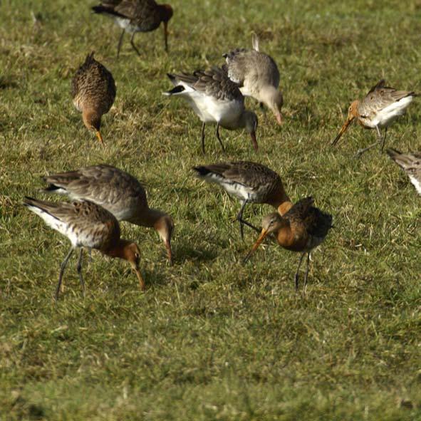 7. Zorg voor weidevogelbeheer op gemeentelijke grond Oproep voor een rijk weidevogellandschap Veel gemeenten hebben grond in eigendom en verpachten die aan derden.