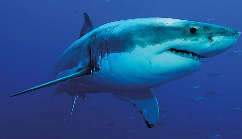 VRAGEN OVER HAAIEN Vraag 1 Wat zijn de grootste haaiensoorten? Vraag 2 Wat eten haaien?