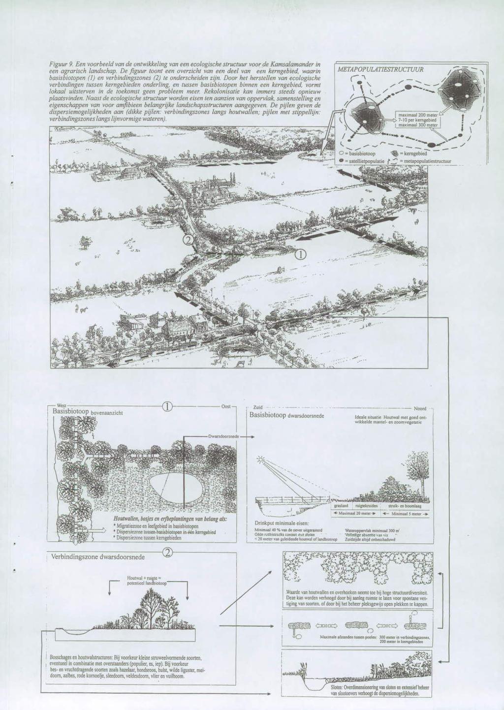 Figuur 9. Een voorbeeld van de ontwikkeling van een ecologische structuur voor de Kamsalarnanderin een agrarisch landschap. De figuur toont een overzicht van een deel van een kerngebied.