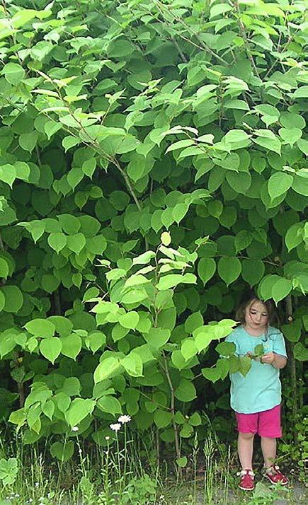 Geef het door aan de gemeente! Melden via de website Dit vragen we van u: Stap 1 Bekijk met de foto s uit deze folder of u de plant in uw tuin ziet.