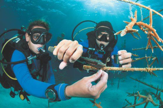 In 2012 werd de Coral Restoration Foundation (CRF) uitgenodigd om de lokale rifrestauratiegroep te Ken Nedimyer helpen op Bonaire.