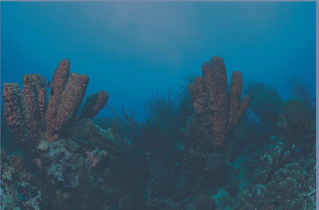 Bonaire & Overzicht van het De Caribische Zee kent vele verschillende vissoorten.