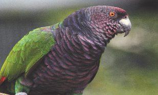 Activi Vogels kijken Dominica telt meer dan 170 verschillende vogelsoorten en heeft 2 soorten inheemse papegaaien.