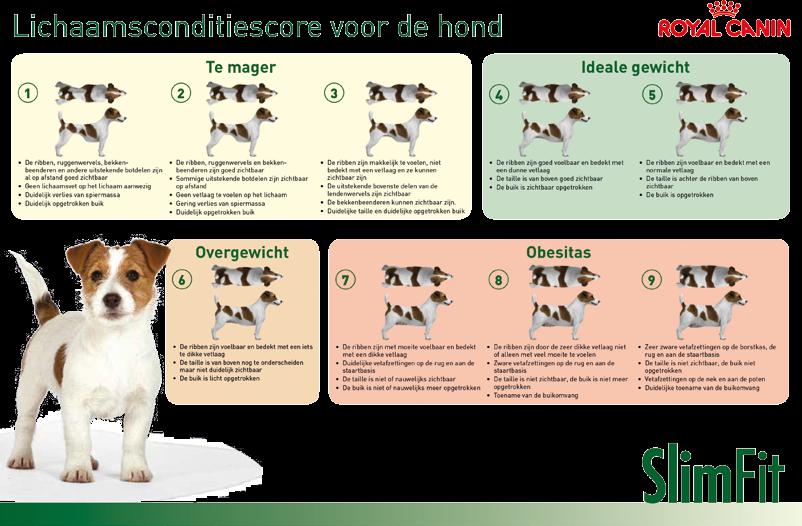 44 45 Een kilootje teveel? Een belangrijk onderdeel van het welzijn en gezondheid van een hond is de lichaamsconditie.