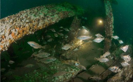 Een gezonken schip is namelijk een uitstekende schuil- en paaiplaats voor veel zeedieren, waar ze bovendien veel te eten kunnen vinden.