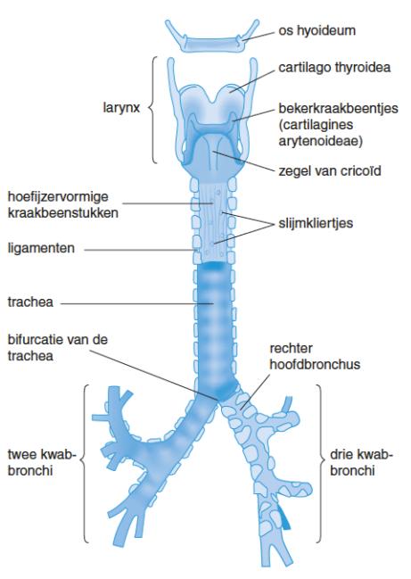 Anatomie luchtwegen 10