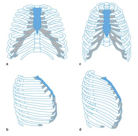 Anatomie thorax 10 februari 2017 B2B, Anatomie en