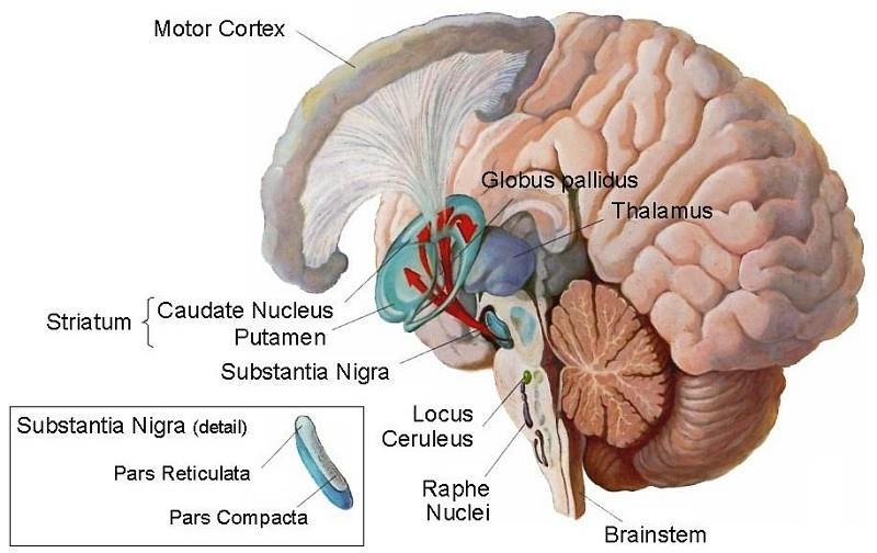 Wat is Parkinson Afbraak in de hersenen Neurodegeneratieve