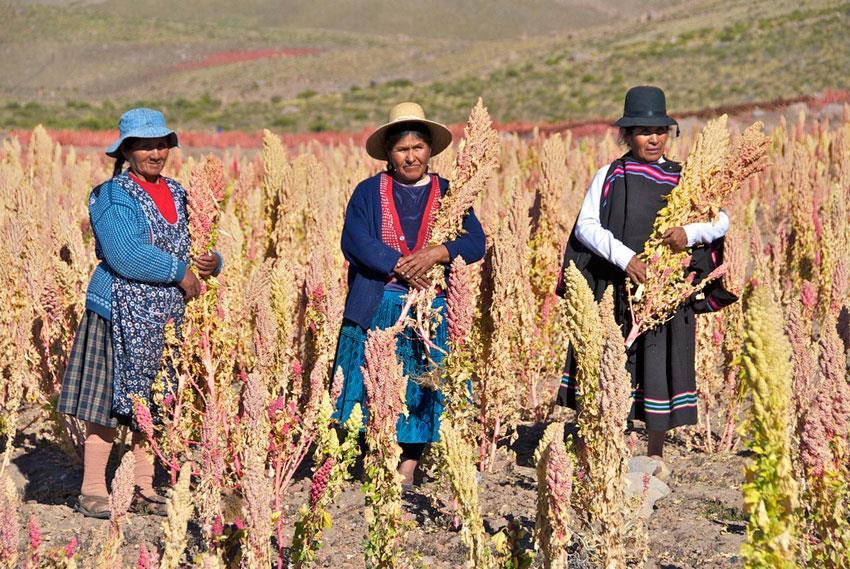 Quinoa in