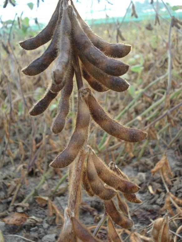 cfr, boontjes in groentetuin) Temperatuur